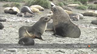 Fur seal mating ritual [upl. by Aisercal]