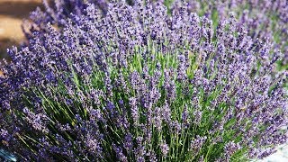 Southern Hills Lavender  Making It Grow [upl. by Arand]