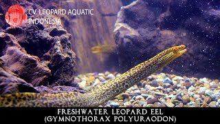 Gymnothorax polyuraodon The MAGICAL Freshwater Moray Eel Leopard Aquatic G033A [upl. by Marne]