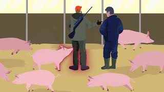 African Swine Fever how to stay one step ahead [upl. by Dyolf]