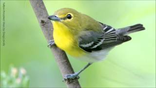 Yellowthroated Vireo Song [upl. by Arytal842]