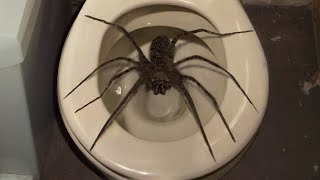 10 Biggest Spiders Ever Encountered [upl. by Higgins]