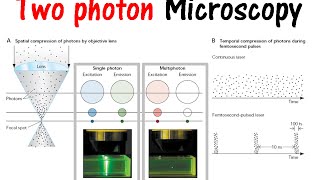 Two photon microscopy [upl. by Avek]