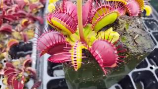 How to feed Venus flytraps [upl. by O'Kelly]