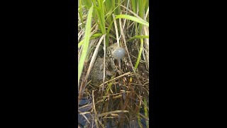 American Toad Mating Call [upl. by Aztiraj]