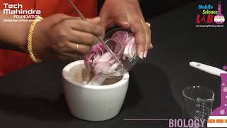 DNA Extraction from Onion [upl. by Adelpho]