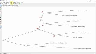 Construction dun arbre phylogénétique avec le logiciel MEGA [upl. by Atiekan676]