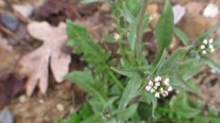 Capsella bursa pastoris [upl. by Crockett]