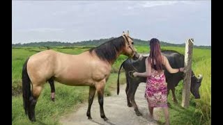 My sister training care her lovely horse in beginner 2021 [upl. by Monty]