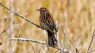 Red Winged Blackbird Female Calling [upl. by Phemia712]