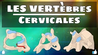 Anatomie du rachis  Vertèbres cervicales [upl. by Akemed219]