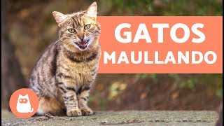 Preciosos gatos maullando  Cats meowing [upl. by Haugen]