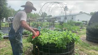 DO WHAT Easy Way to Harvest Cut your Turnip Greens [upl. by Nnod266]