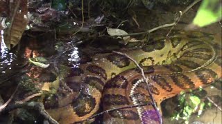 Giant anaconda in the Amazon rainforest  Close encounter [upl. by Petulia220]