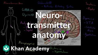 Neurotransmitter anatomy  Organ Systems  MCAT  Khan Academy [upl. by Margret]