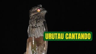 O canto do Urutau [upl. by Attikram]