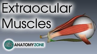 Extraocular Muscles  Eye Anatomy [upl. by Notgnirra]