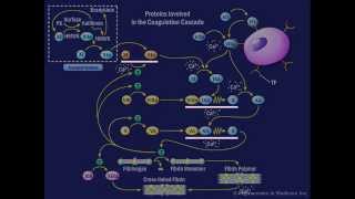 The Coagulation Cascade [upl. by Goerke]