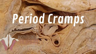 What Are Period Cramps [upl. by Naihr]