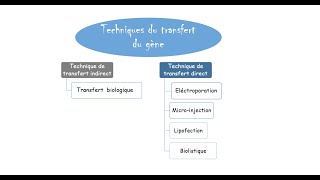 Transgénèse par agrobacterium tumefaciens [upl. by Zinck811]