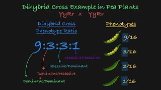 Dihybrid Cross Explained [upl. by Timi409]