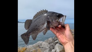 ROCKFISH From SHORE on artificial  North Jetty Coos Bay Oregon [upl. by Annaeed]