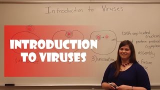 Introduction to Viruses [upl. by Eilyak]