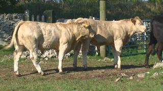 Charolais Suckler Calves from an Upland Farm [upl. by Ileyan]