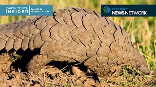 Meet the pangolin who’s teaching humans about his own kind [upl. by Ferrel]