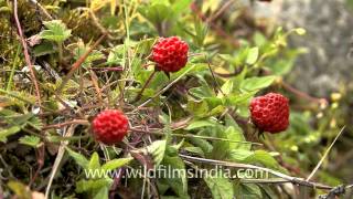 Strawberries growing wild in Sikkim [upl. by Sheelah]