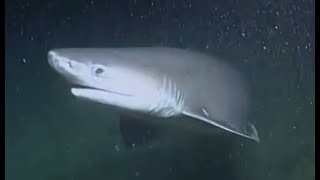 Facts The Bluntnose Sixgill Shark [upl. by Nicholas]