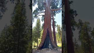 Welcome to Sequoia National Park [upl. by Ariom]