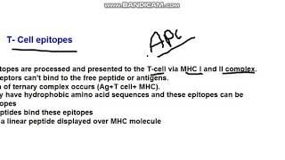 lecture 14 B cell and T cell epitopes [upl. by Atilal722]