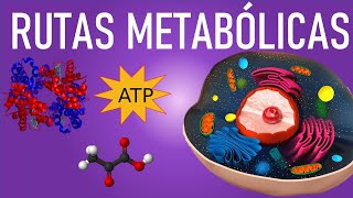 Metabolismo y rutas metabólicas Anabolismo y Catabolismo [upl. by Sankaran]