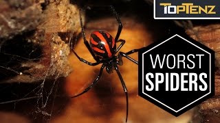 Top 10 Most VENOMOUS SPIDERS in the WORLD [upl. by Rockefeller395]