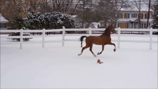 quotUnstoppablequot  Hackney Pony [upl. by Aicilic763]