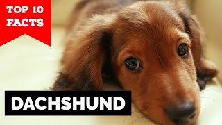 Dachshund  Top 10 Facts [upl. by Irmo]