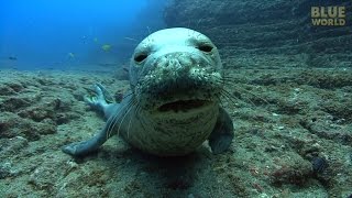 Hawaiian Monk Seals  JONATHAN BIRDS BLUE WORLD [upl. by Folger773]