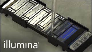 Learn About Illuminas Infinium Protocol [upl. by Ertsevlis]