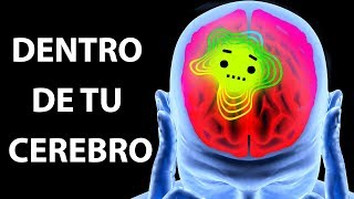 Un viaje al interior de tu cerebro [upl. by Katherin]