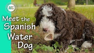 Meet the Spanish Water Dog [upl. by Htirehc]