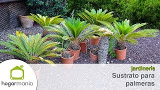 ¿Qué sustrato es el mejor para las palmeras  Briconsulta  Jardinatis [upl. by Greyson]