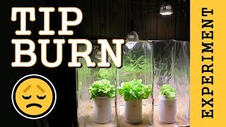 Preventing Tip Burn Hydroponic Lettuce Indoor LED Grow Light PPFD Experiment [upl. by Emiatej]