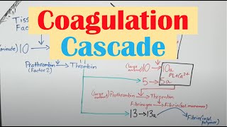 Coagulation Clotting Cascade and Secondary Hemostasis [upl. by Yroger321]