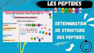 📣Les PEPTIDES Détermination de la Structure Des Peptides اقوى شرح للبيبتيد😍 PEPTIDSMEDECINE​ SNV [upl. by Kotick]