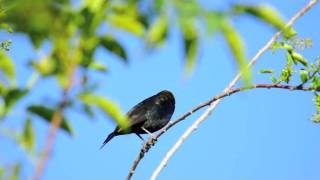 Brownheaded Cowbird [upl. by Ellehcsor]