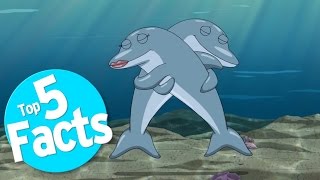 Top 5 Freaky Facts About Dolphin Sex [upl. by Nylhtiak616]