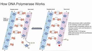 How DNA Polymerase Works [upl. by Iniffit]