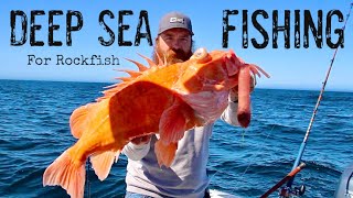 Underwater View of Catching MASSIVE Channel Islands Rockfish [upl. by Ahsenra450]