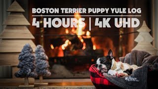 Boston Terrier Puppy Yule Log 4K  4 hours of Crackling Logs and Sleeping Puppy  Rovercom [upl. by Loutitia]